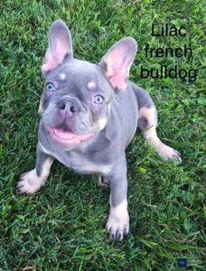 The Distinctive Attraction of the Lilac French Bulldog