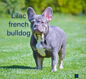 The Distinctive Attraction of the Lilac French Bulldog