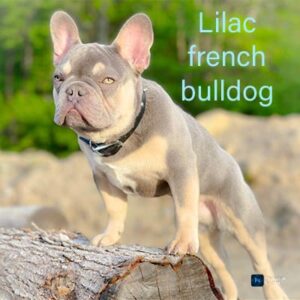 The Distinctive Attraction of the Lilac French Bulldog