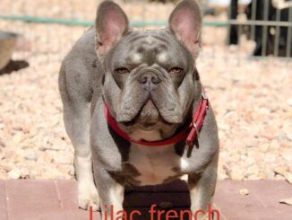 The Distinctive Attraction of the Lilac French Bulldog