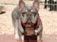 The Distinctive Attraction of the Lilac French Bulldog