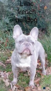 The Distinctive Attraction of the Lilac French Bulldog