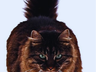 The Maine Coon Cat|The Noble Gentle Giant of the Feline Realm.