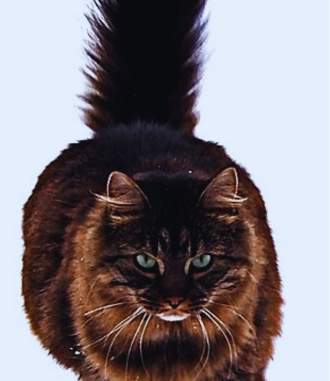 The Maine Coon Cat|The Noble Gentle Giant of the Feline Realm.