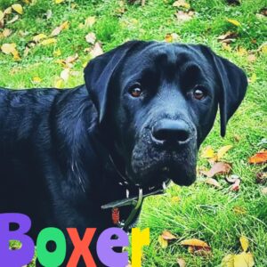 The Boxer Labrador Combine: A Good Canine Companion! 🐾