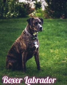 The Boxer Labrador Combine: A Good Canine Companion! 🐾