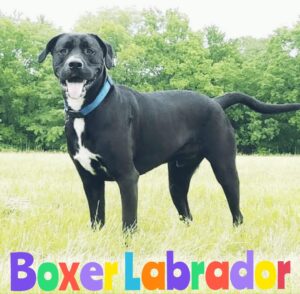 The Boxer Labrador Combine: A Good Canine Companion! 🐾