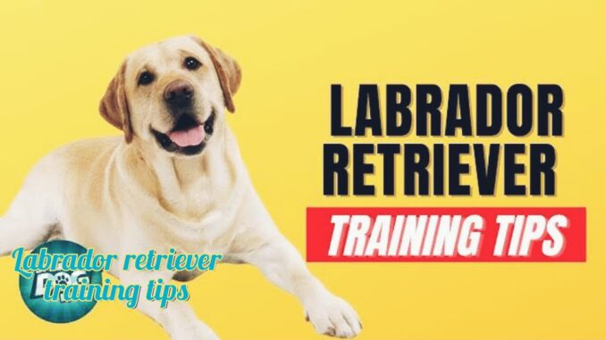 Labrador Retriever Coaching Suggestions: A Complete Information 🎓🐾