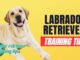 Labrador Retriever Coaching Suggestions: A Complete Information 🎓🐾