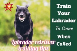 Labrador Retriever Coaching Suggestions: A Complete Information 🎓🐾