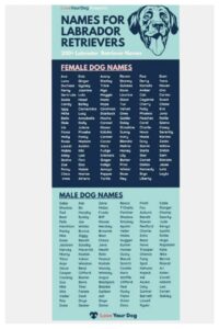 Labrador Dog Names for Male: A Distinctive Information 🐕💚