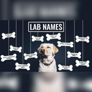 Labrador Dog Names for Male: A Distinctive Information 🐕💚